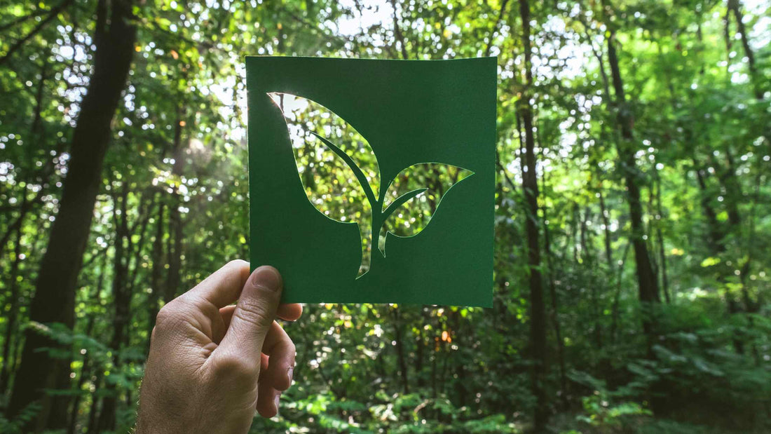 Eco-Friendly Recreation: How to Leave Minimal Impact in Nature?